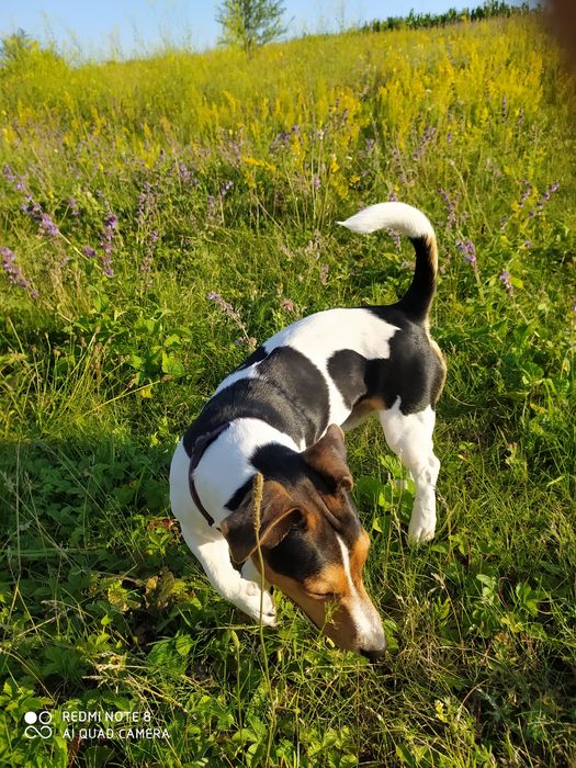 Джек Рассел тер'єр