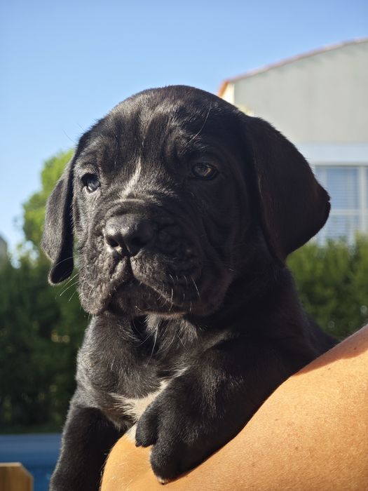 Cane Corso Italiano - Macho preto