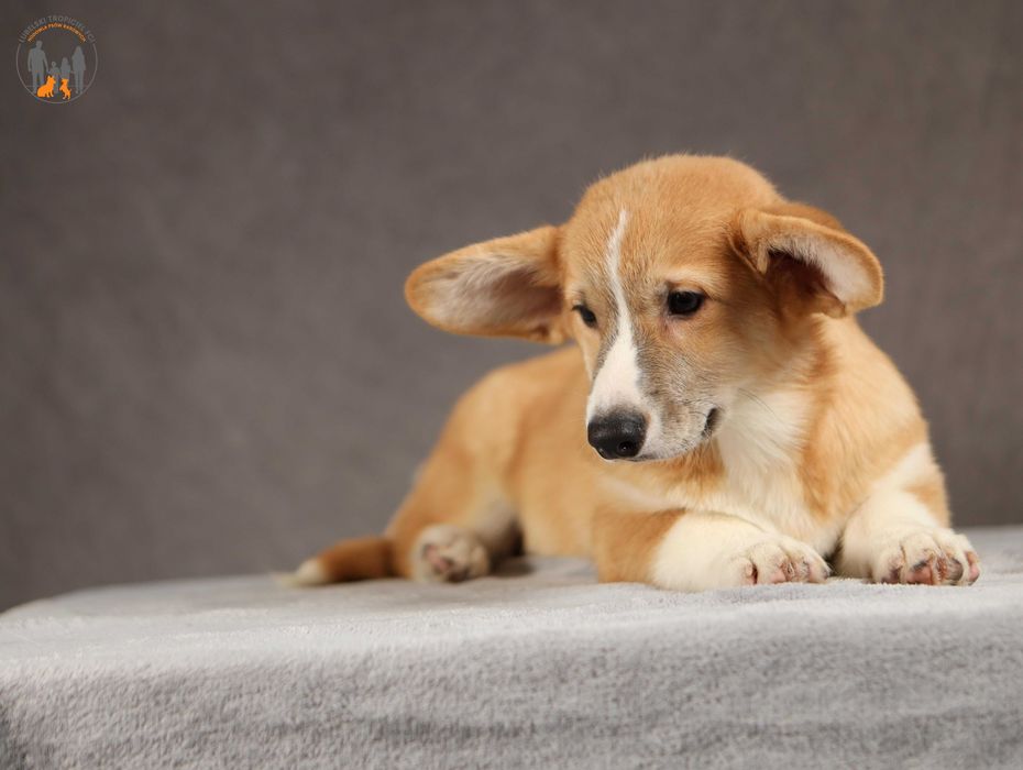 Welsh Corgi Pembroke ZKwP FCI rodzice przebadani na chor. gen.