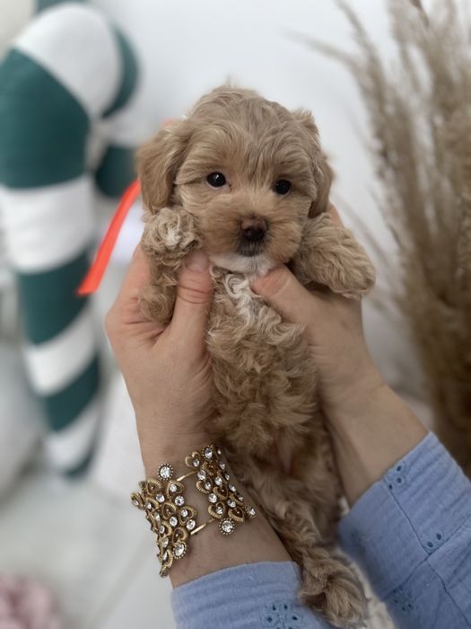 VIP Мальтипу F1 чекають на свої сімʼї