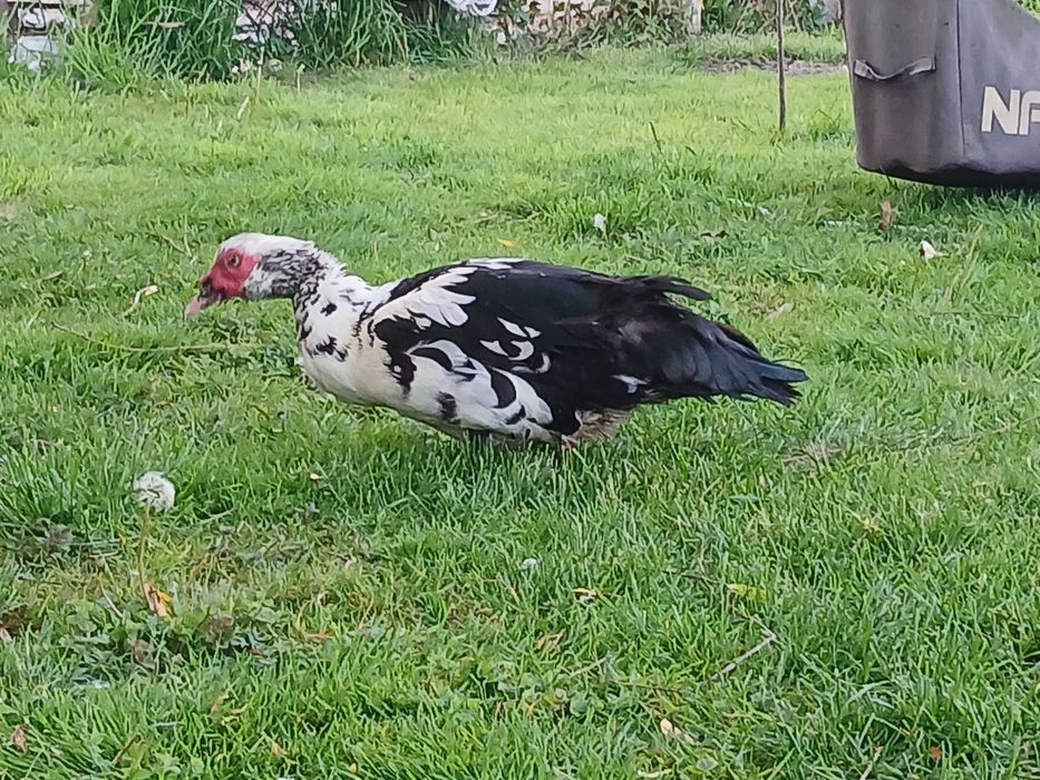 KACZOR piżmowy (Cairina moschata),