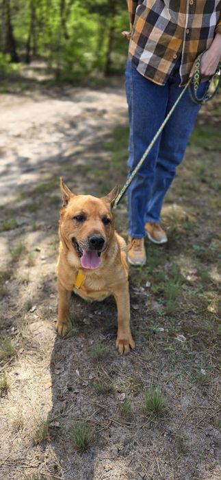 Super pies Spejson czeka w schronisku na domek