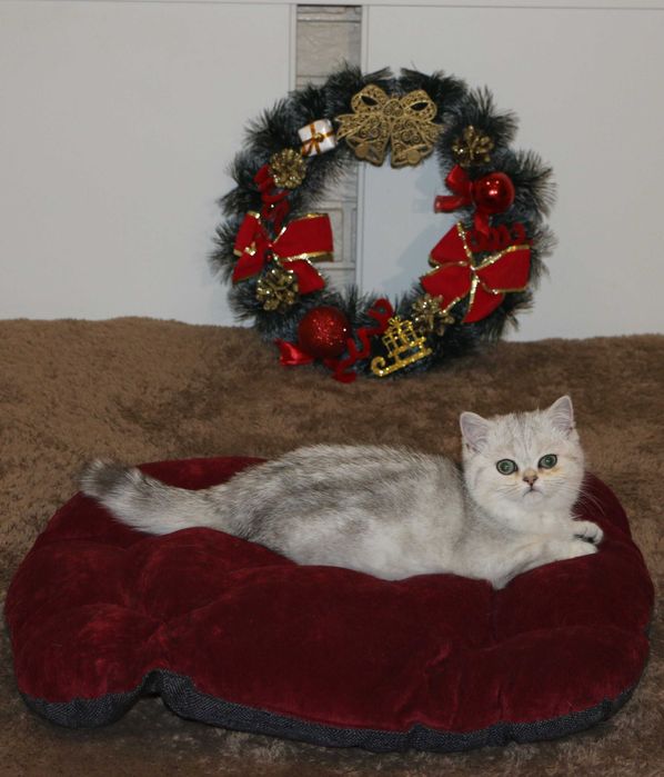 Котенок кошечка прямоухая серебристая шиншилла страйт.