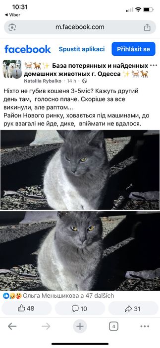 Нашлась кошка/ кот Одесса на Нежинской