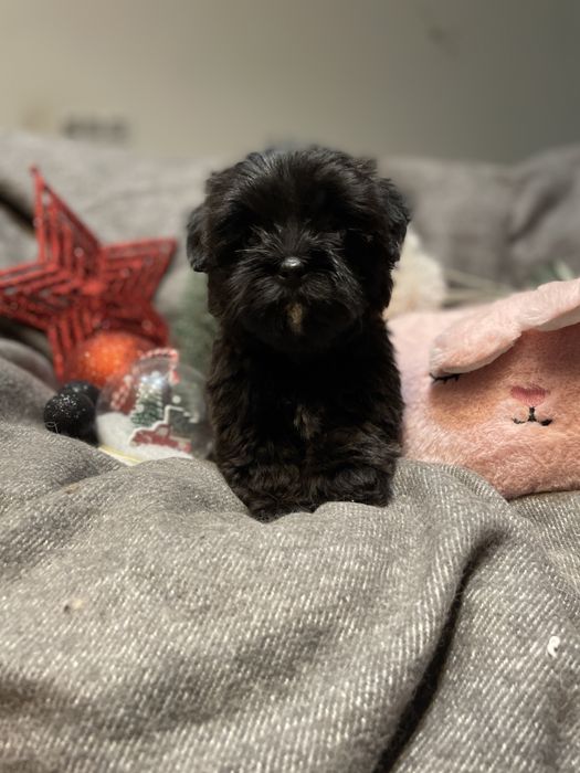 Alma- śliczna dziewczynka