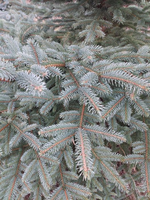 Gałązki świerkowe