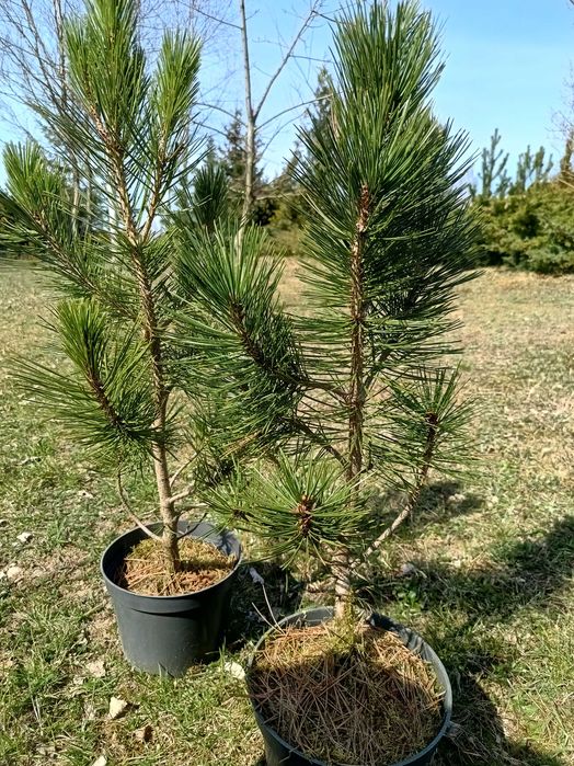 Sosna bośniacka - duże sadzonki 50-60 cm w doniczkach.