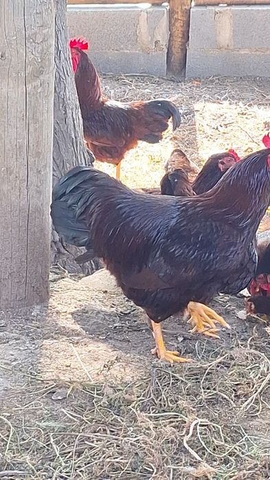 Ovos galados (férteis) Rhode Island Red, o preço é de cada ovo