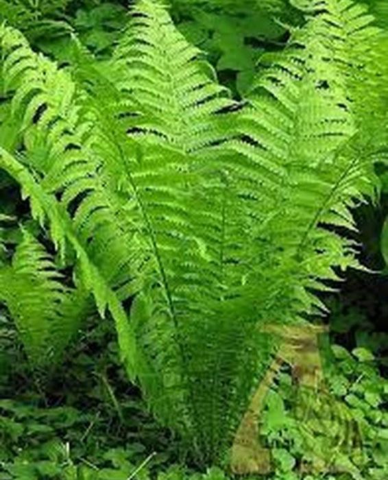 Рослина папороть