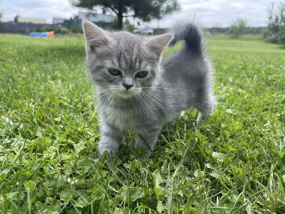 Шотландські кошенята