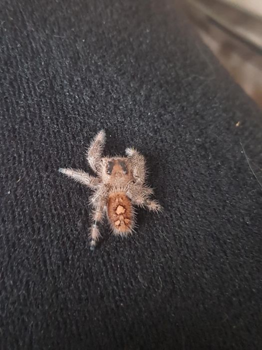 Skakun królewski Phidippus regius everglades samica L5