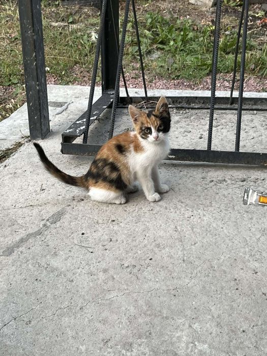 Кошенята в добрі руки.