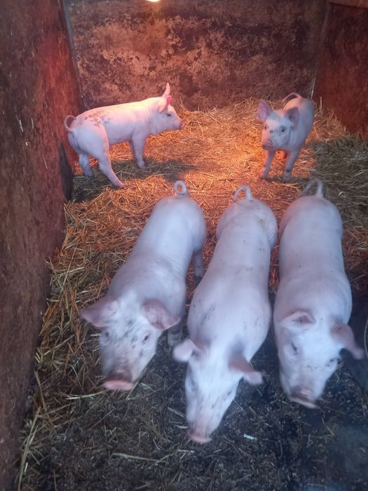 Поросята Петрени