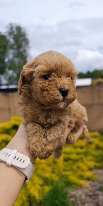 **Cavapoo** cudowna suczka!