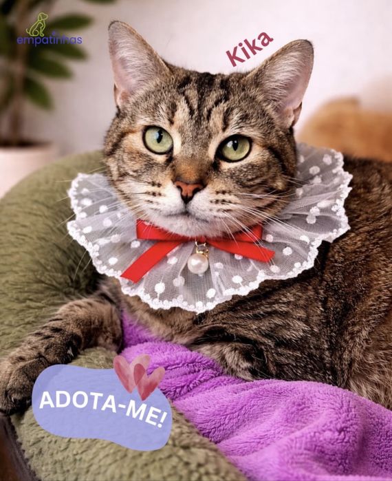 Gatinha para adoção responsável