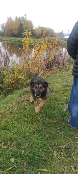 Tabs poleca się do adopcji