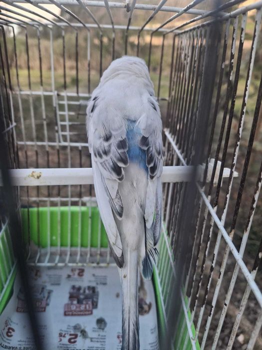 Vendo piriquitos australianos - cor branco, preto e azul