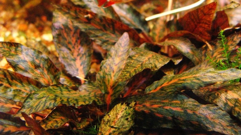 Набір рослин новачкам водоросли