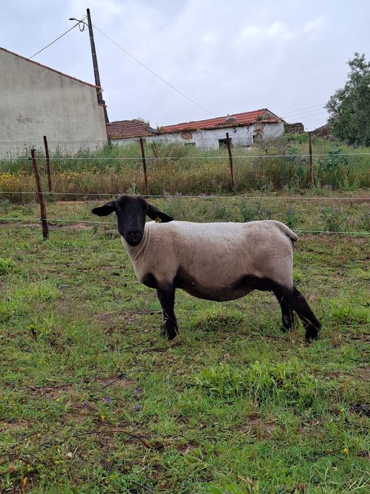 Ovelha Suffolk - 3 anos
