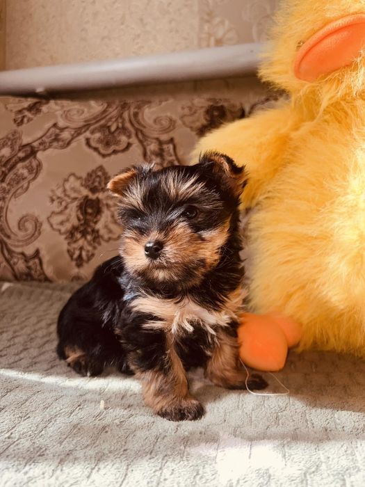 Маленьке ведмежатко ,йорочка