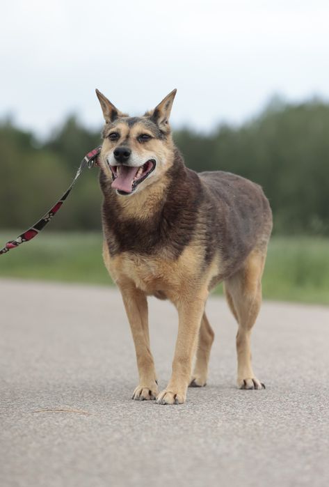 Nieśmiała Miranda poleca się do adopcji