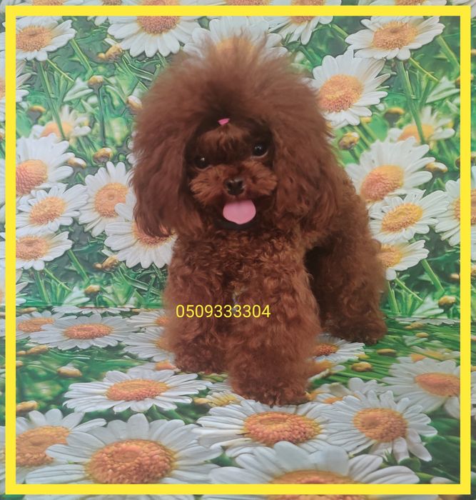 ‼️Мальчик в разведение Китай ‼️