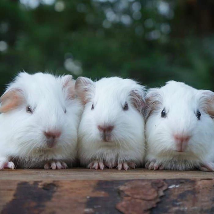 Морські свинки,малишки морських свинок