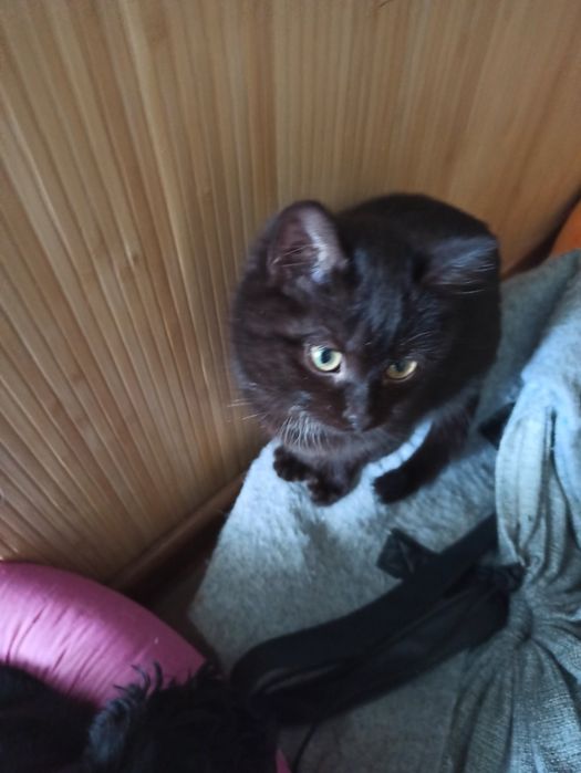 Отдам в добрые руки 1 кошечку