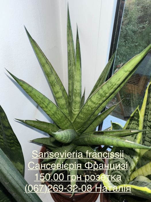 Сансив’єрія види