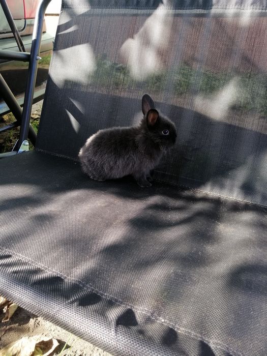 Króliczek karzełek Teddy i gładki