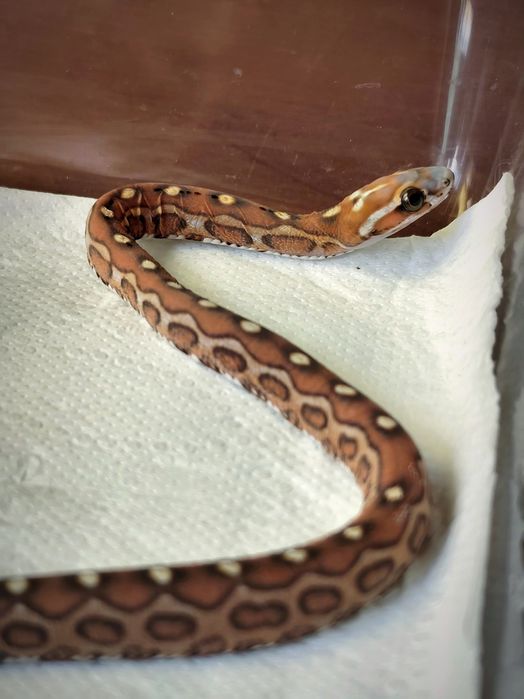 Wąż zbożowy scaleless bez łusek samiczka