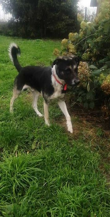 Bercik około 5 letni mieszaniec do adopcji