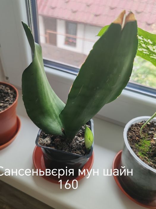 Сансеньвєрія.        .
