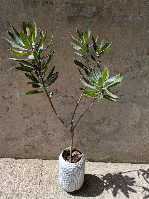 Protea neriifolia pink ice