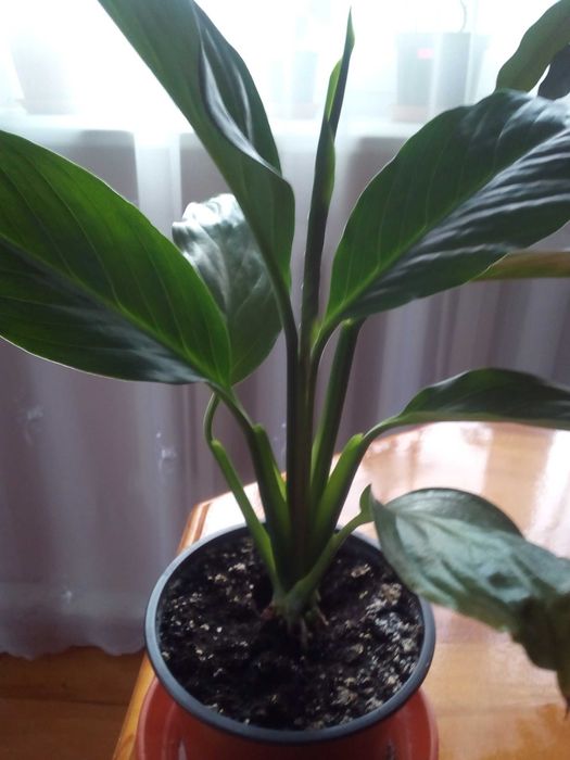 Спатифіліум кімнатний