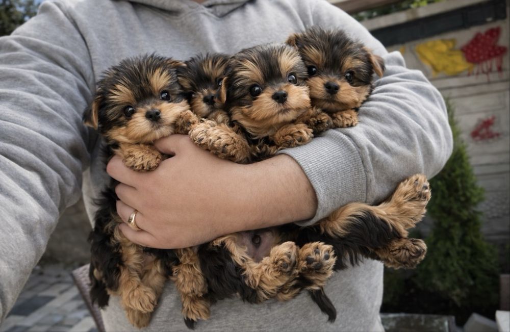 Йоркширский терьер мини