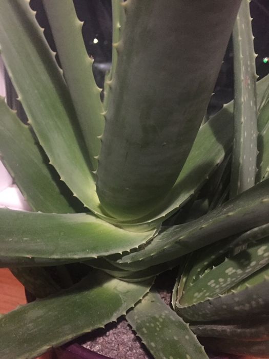 Алоє вера лікувальний, домашній