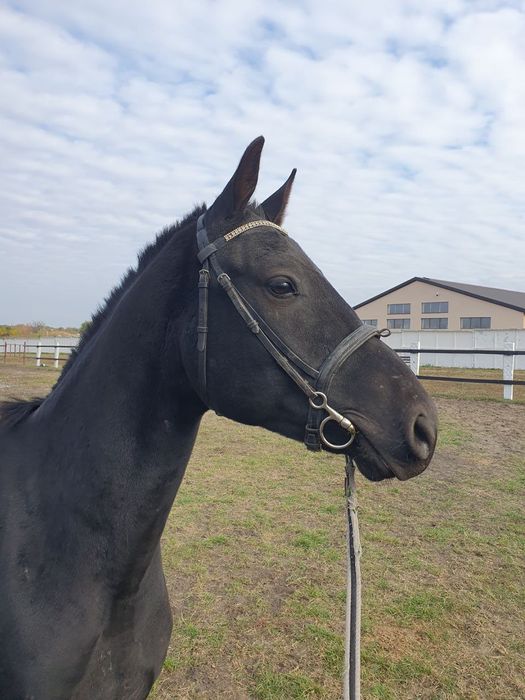 Продам коня мерин