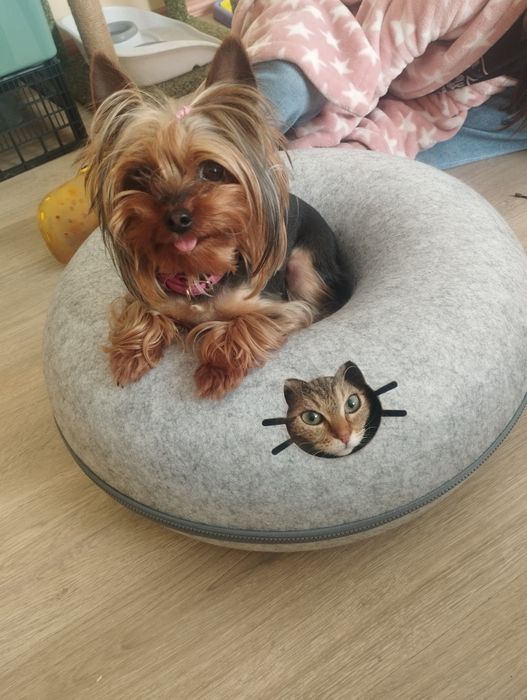 Міні йоркширський тер'єр дівчинка