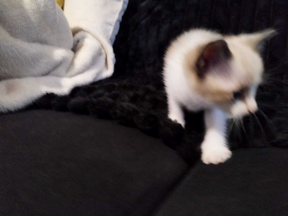 Gata bebê para adoção