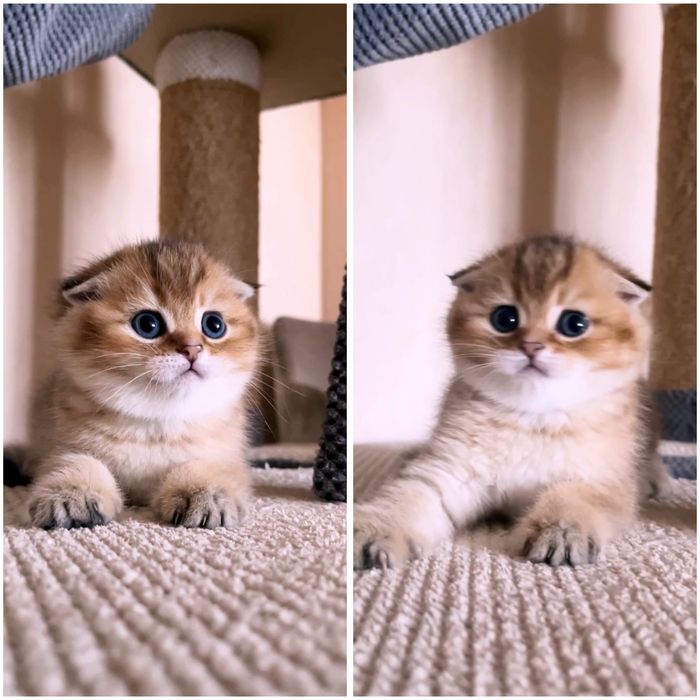 Плюшевий котик золота шиншила