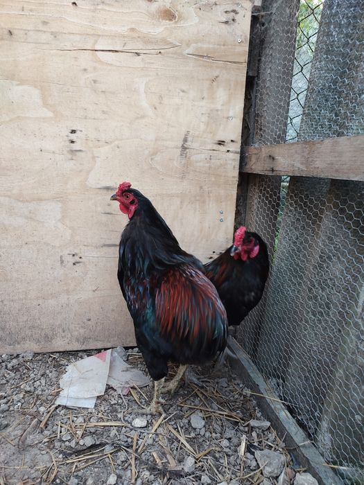Galos de raça Araucana