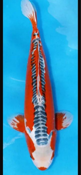 Carpa koi shusui 50-55 cm femea