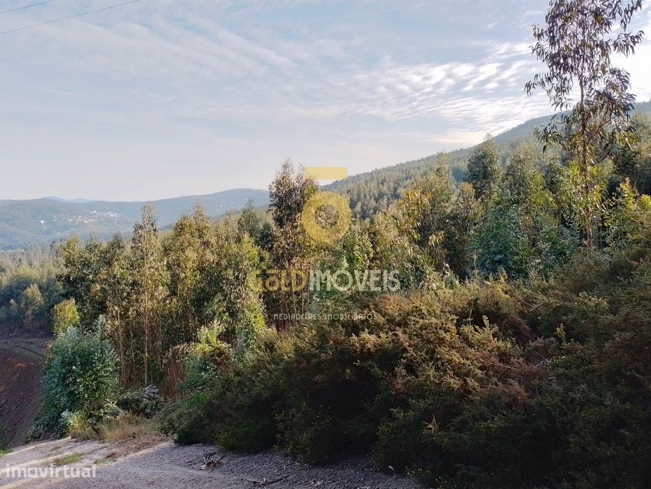 Terreno Florestal
