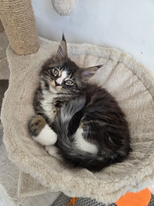 Maine coon. Kocur. Czarny pręgowany z białym
