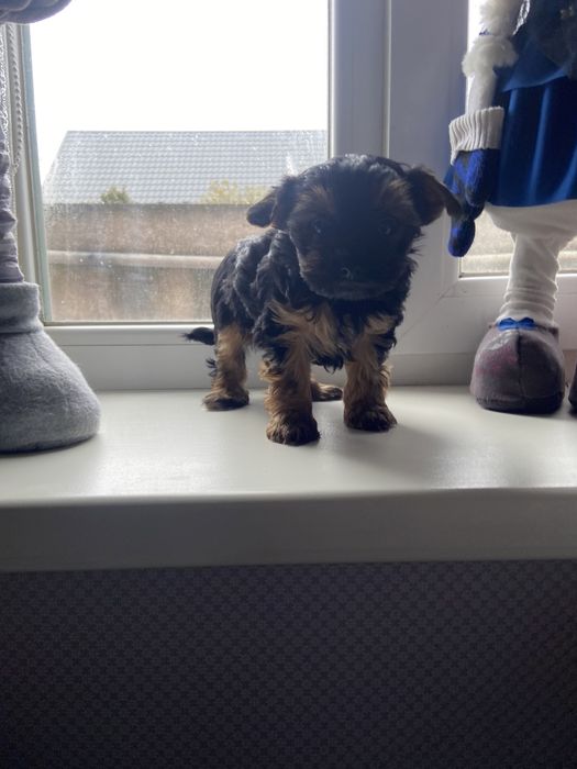 Хлопчик, гарнюній йорчик