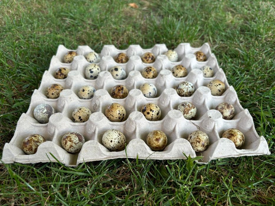 Sprzedam jajka od przepiórek