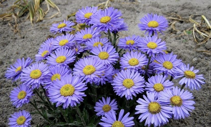 Сиреневые ромашки