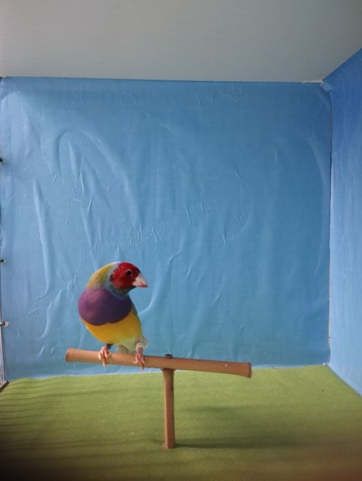 Diamantes gould machos