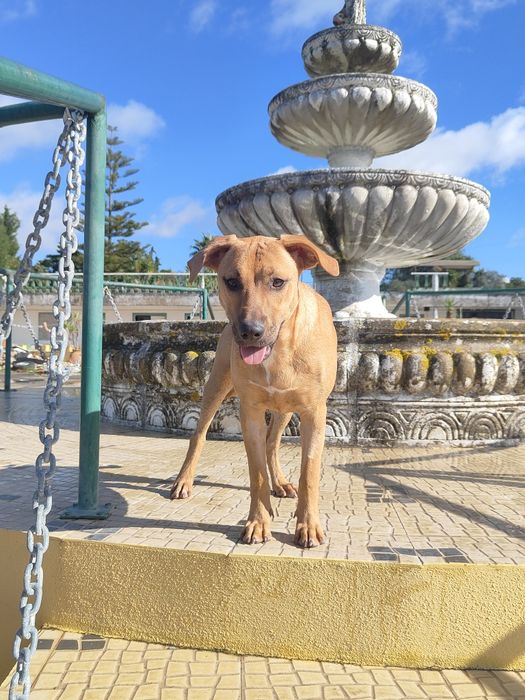 Adoção de cadelinha de porte médio